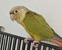 fischers-lovebird-for-sale-in-lexington-sc