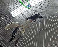 grey-bird-for-sale-in-lexington-sc