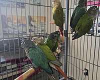 red-bird-for-sale-in-lexington-sc