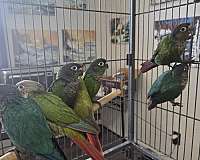 medium-bird-for-sale-in-lexington-sc