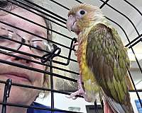 companion-bird-for-sale-in-lexington-sc