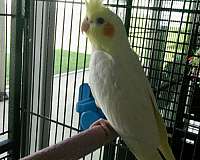 white-bird-for-sale-in-bradenton-fl