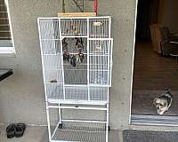 exotic-bird-for-sale-in-bradenton-fl