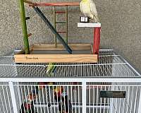 house-trained-bird-for-sale-in-bradenton-fl