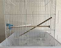 white-bird-for-sale