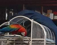 red-bird-for-sale-in-placerville-ca