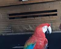 yellow-bird-for-sale-in-placerville-ca