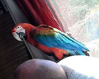 exotic-bird-for-sale-in-placerville-ca