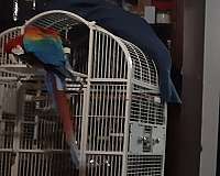 fancy-bird-for-sale-in-placerville-ca