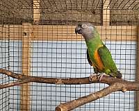 senegal-poicephalus-parrots-for-sale-in-richmond-va