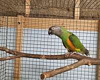 mature-senegal-poicephalus-parrots-for-sale