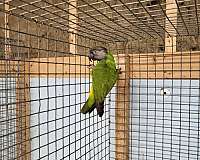 senegal-poicephalus-parrots-for-sale