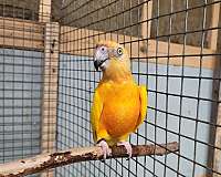 yellow-bird-for-sale-in-richmond-va