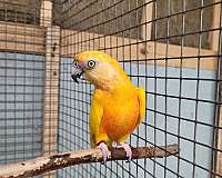 senegal-poicephalus-parrots-for-sale