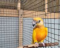 senegal-poicephalus-parrots-for-sale-in-richmond-va