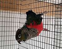crimson-bird-for-sale-in-richmond-va