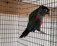crimson-bellied-conure-for-sale