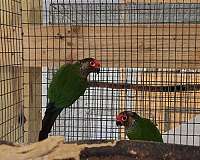 roseifrons-conure-for-sale-in-richmond-va