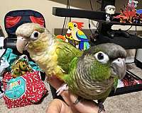 green-cheek-conure-for-sale