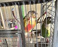 green-cheek-conure-for-sale-in-kissimmee-fl