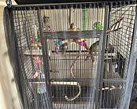 bird-for-sale-in-kissimmee-fl