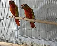 red-bird-for-sale-in-oklahoma-city-ok