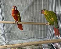 green-cheek-conure-for-sale