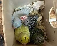 pacific-parrotlet-for-sale-in-oklahoma-city-ok