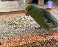 pacific-parrotlet-for-sale