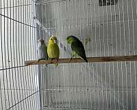 cobalt-bird-for-sale-in-oklahoma-city-ok