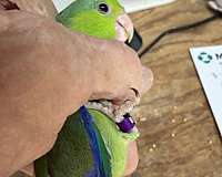 pacific-parrotlet-for-sale-in-oklahoma-city-ok