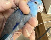 pacific-parrotlet-for-sale