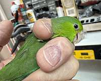 bird-for-sale-in-oklahoma-city-ok
