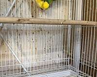 young-bird