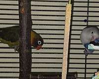 lovebird-for-sale-in-niskayuna-ny