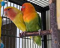 small-bird-for-sale-in-niskayuna-ny
