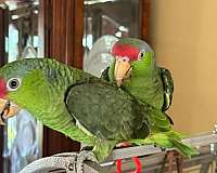 amazon-parrot-for-sale
