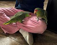 green-amazon-parrot-for-sale