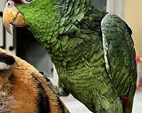 amazon-parrot-for-sale-in-new-jersey