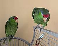 green-bird-for-sale