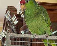 medium-bird-for-sale