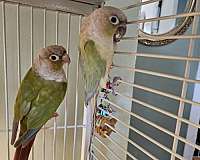 green-cheek-conure-for-sale-in-ashtabula-oh