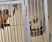 blue-pineapple-bird-for-sale-in-ashtabula-oh
