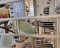 medium-blue-pineapple-bird-for-sale