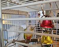 blue-pineapple-fancy-bird-for-sale