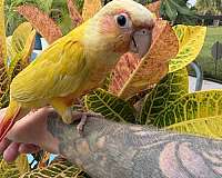 green-cheek-conure-for-sale-in-port-charlotte-fl