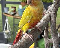 opaline-bird-for-sale-in-port-charlotte-fl