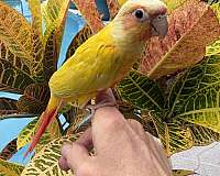 talking-bird-for-sale-in-port-charlotte-fl