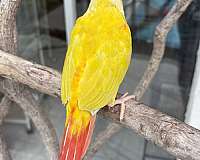 green-cheek-conure-for-sale