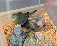 blue-bird-for-sale-in-horseshoe-beach-fl